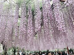 -嘉定紫藤园