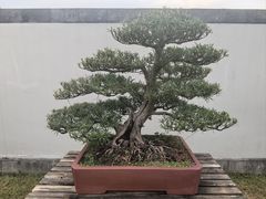 -盆景园(扬州大运河文化旅游度假区)