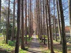 -上海长兴岛郊野公园