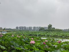 -白洋淀景区
