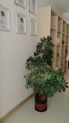 点击看大图 -Dr.林醫生产后修复·配方产康店(南京大厂店)