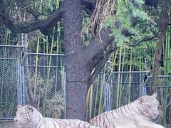 -上海野生动物园