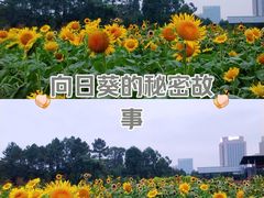 -湖南省植物园