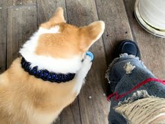 -肥朵食堂(带梦胡同店)