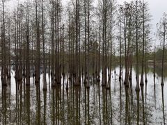 -白鹭湾湿地公园