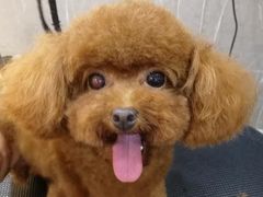 -悠尼宠物·独立低压伊珊娜洗护·美容·寄养(兰谷路店)