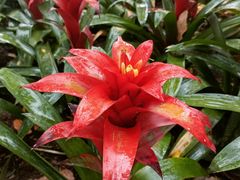 -上海鲜花港