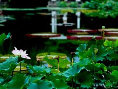 -国家植物园南园