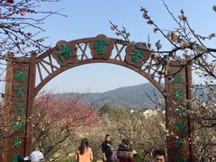 -香雪海