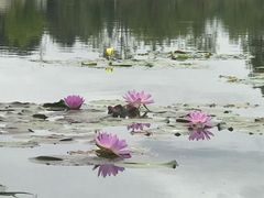 -上海植物园-4号门售票处