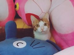 -创凡宠物医院·骨专科  猫科中心(西乡分院)