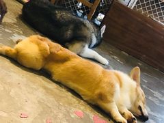 -more than meow吴止猫主题餐厅(承德 中船汇店)