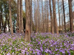 -上海财经大学(国定路校区)