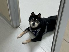 -谐和益家动物医院·免疫绝育·血液透析·宠保定点医院(高新伊藤分院)
