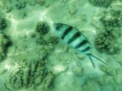 -东姑阿都拉曼海洋公园
