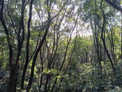 -广州市帽峰山景区