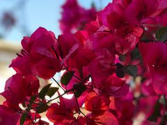 -有红鸡毛店·川菜(建设路店)