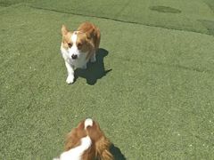 -宠物寄养训练学校
