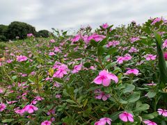 -松山湖梦幻百花洲