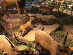 -陕西自然博物馆