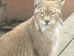 -青藏高原野生动物园