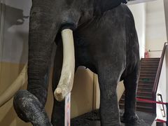 -国家自然博物馆