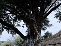 -胡里山炮台
