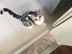 -十年猫舍·猫咪专门店(普陀店)