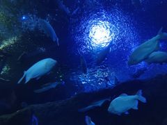 -成都浩海立方海洋公园