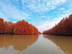 -上海海湾国家森林公园