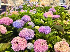 -一朵菌·野生菌探索家火锅(南亚店)