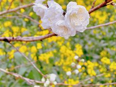 -南汇桃花村