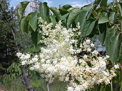 -青藏高原野生动物园