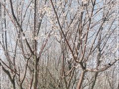 -桃花堤公园