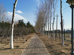 -大兴滨河森林公园