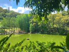-深圳仙湖植物园
