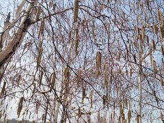 -长春公园(普阳街道)