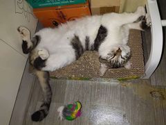 -纳吉亚猫专科动物医院·北北分院