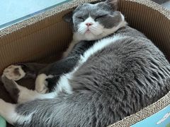 -御宝贝24h宠物医院·转诊中心·CT核磁血透中心(厦门总院)