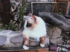 -喵屿·大理花园猫咖