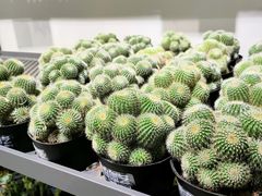 -鹿岛会员店 (龙湖三千集天街店)