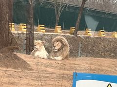 -秦皇岛野生动物园