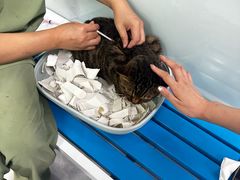 -达爱动物医院·犬猫分区·CT·复杂眼科(远洋山水分院)