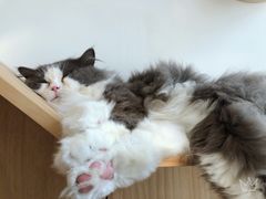 -Catmate·猫肥家润(金润铂宫店)