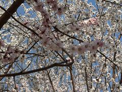 -桃花堤公园