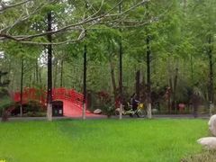 -合肥滨湖国家森林公园