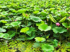 -长春市南湖公园