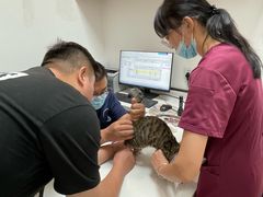 -中农大我爱我爱动物医院·核磁CT·猫病·24小时夜诊中心(石佛营店)
