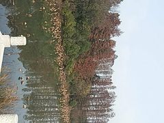 -东湖落雁景区