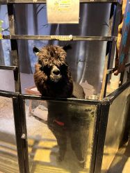 -酷嗒动物文化乐园(cutezoo西溪乐天城店)